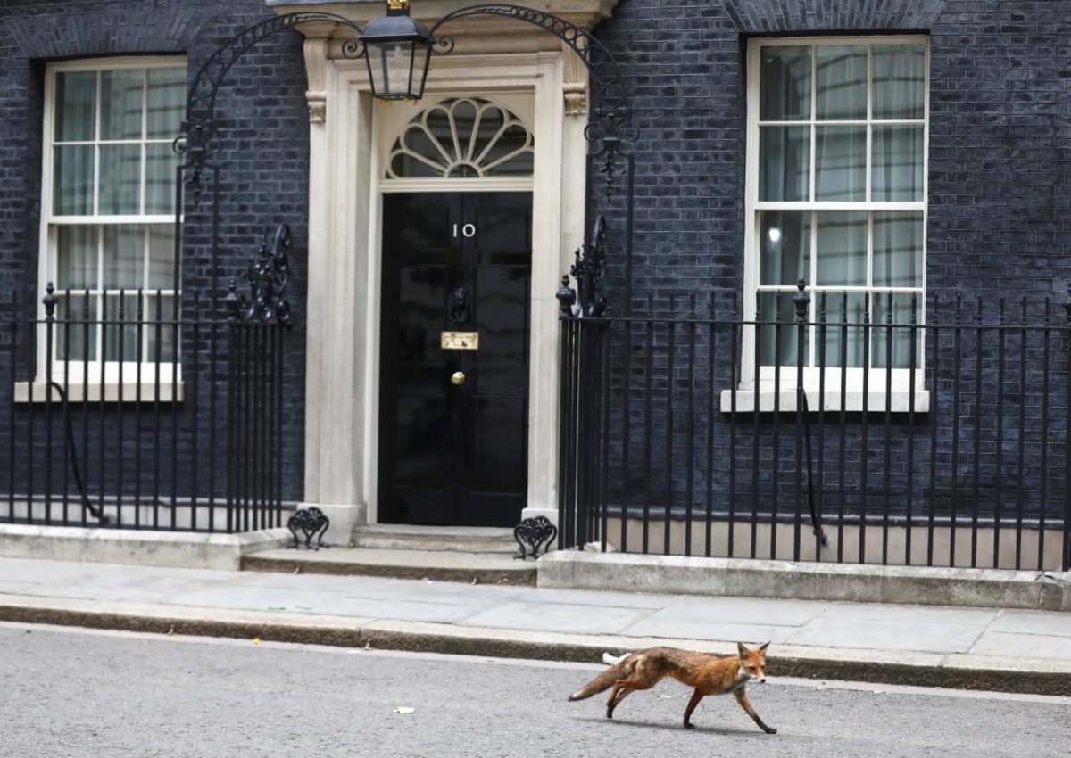 Foxy Lady! Τι έκανε η αλεπού στην Downing Street;