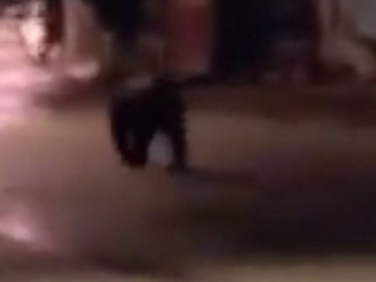 Καστοριά: Η αρκούδα τρέχει στην πλατεία – Αυτό είναι το βίντεο που σαρώνει το διαδίκτυο [vid]
