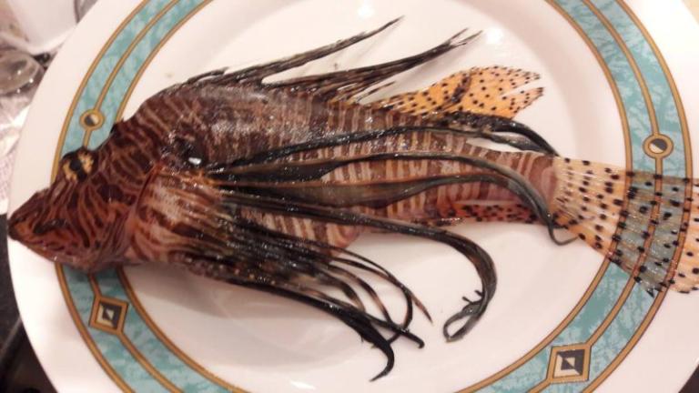 Κρήτη: Το ψάρι που έβαλε στο πιάτο δεν ήταν σκορπίνα όπως πίστεψε αρχικά – Πολύχρωμο και εξαιρετικά επικίνδυνο [pics]