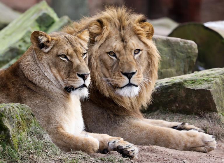 Μεζές για τα λιοντάρια έγιναν λαθροθήρες ρινόκερων