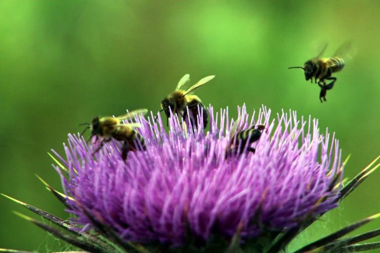 Μέλισσες με… «μαθηματικό» μυαλό – Το πείραμα, το μηδέν και το απίστευτο εύρημα