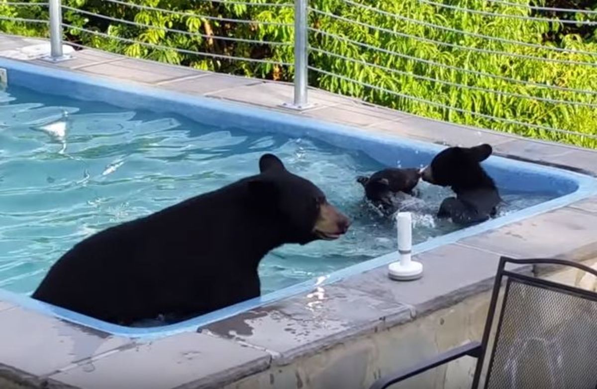 Αρκούδες έκαναν “ντου” σε πισίνα σπιτιού!