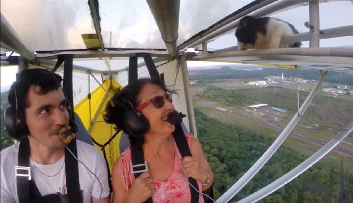 Γάτα στον αέρα! Κοιμόταν στο φτερό και ο πιλότος ούτε που την είχε πάρει χαμπάρι!