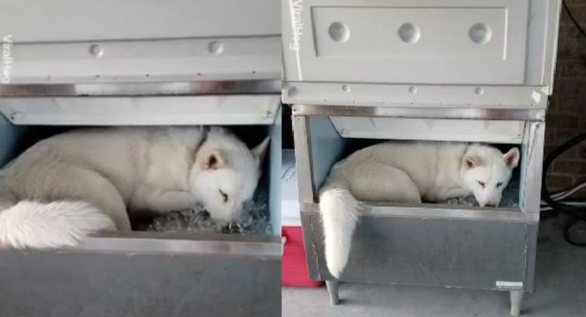 Χάσκι υποφέρει από τη ζέστη και κοιμάται σε κάδο πάγου!