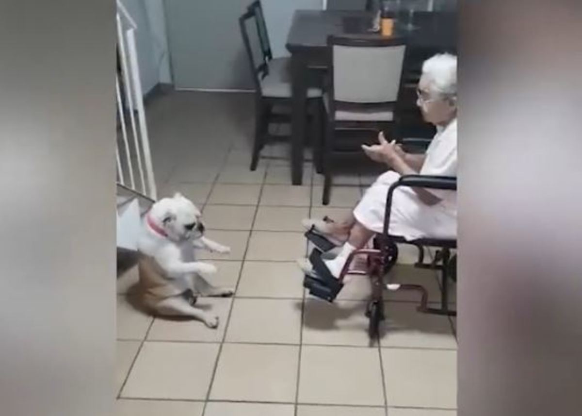 Σκύλος και γιαγιά σε τρελά κέφια! Χορεύουν και τραγουδούν!