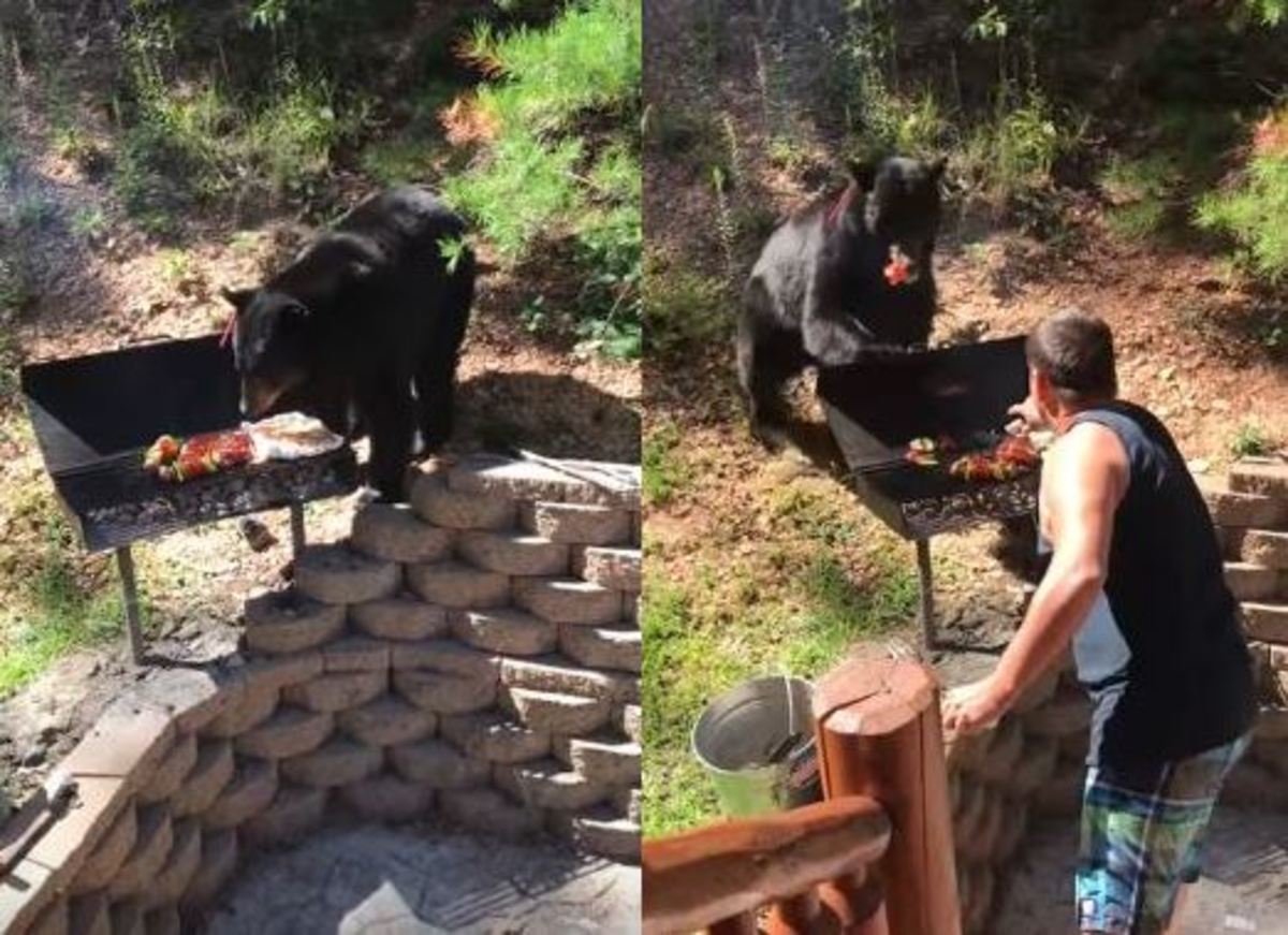 Πεινασμένη αρκούδα κάνει “ντου” σε μπάρμπεκιου και αρπάζει ό,τι βρει!