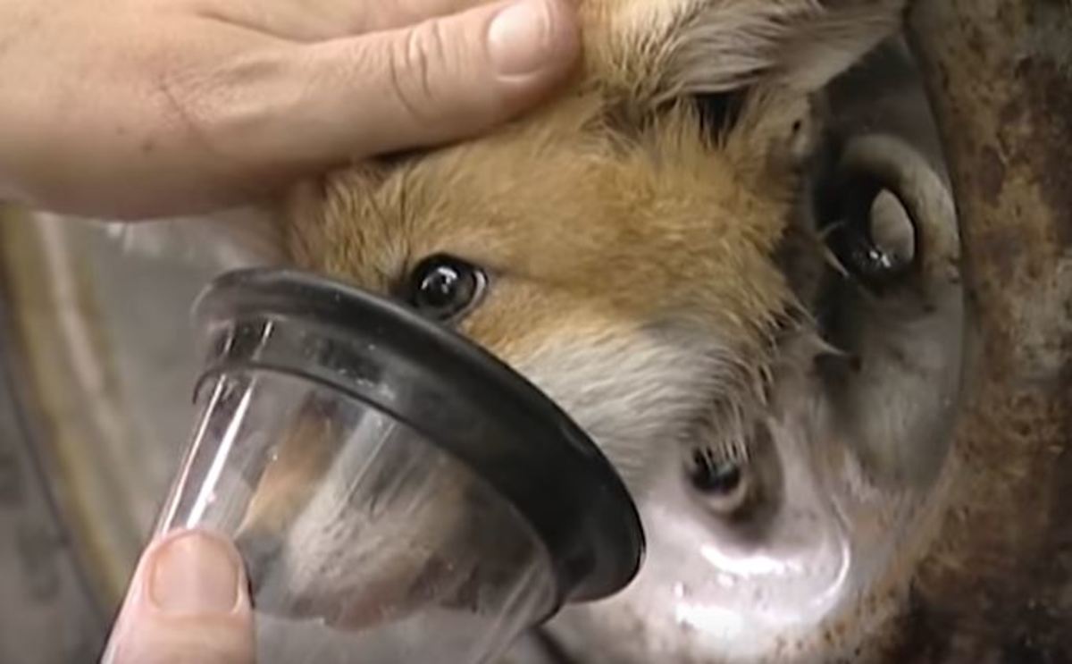 Αλεπού εγκλωβίστηκε σε ρόδα αυτοκινήτου – Η απίστευτη διάσωσή της