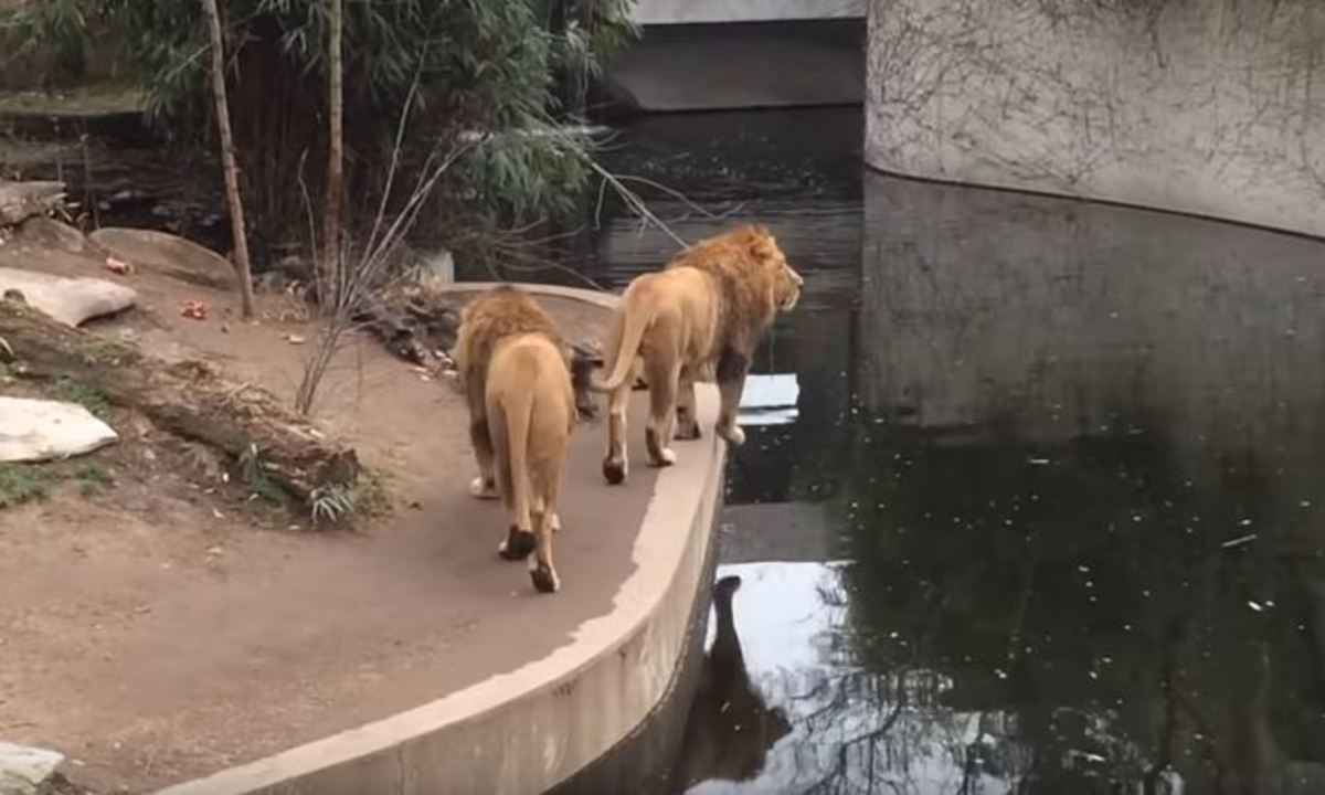 Αδέξιο λιοντάρι πέφτει με τα… μούτρα στο νερό!