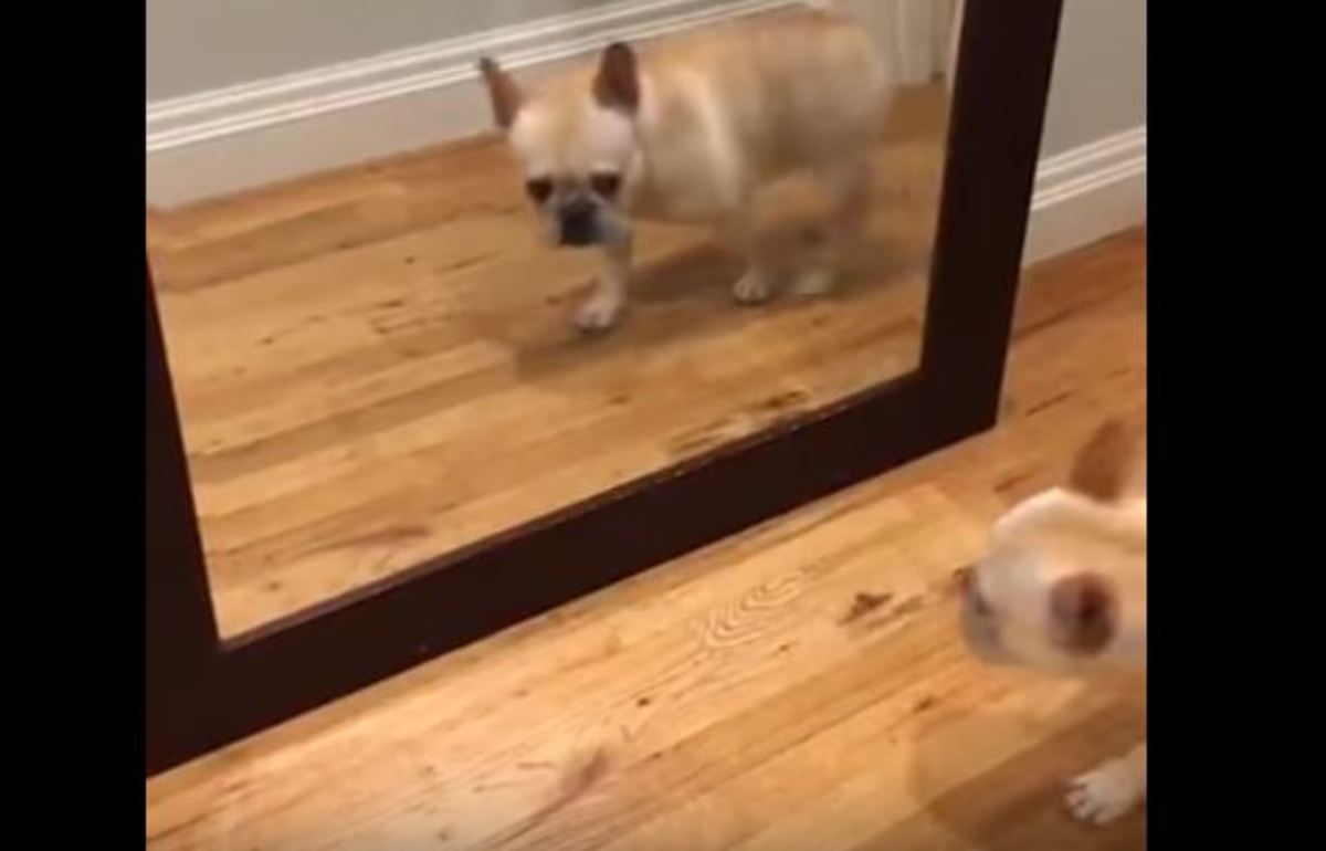Η απίστευτη αντίδραση του σκύλου με το που βλέπει τον εαυτό του στον καθρέφτη