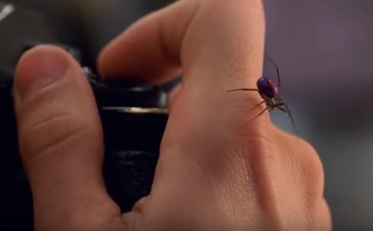 Πώς εκπαιδεύονται τα έντομα για τις ταινίες