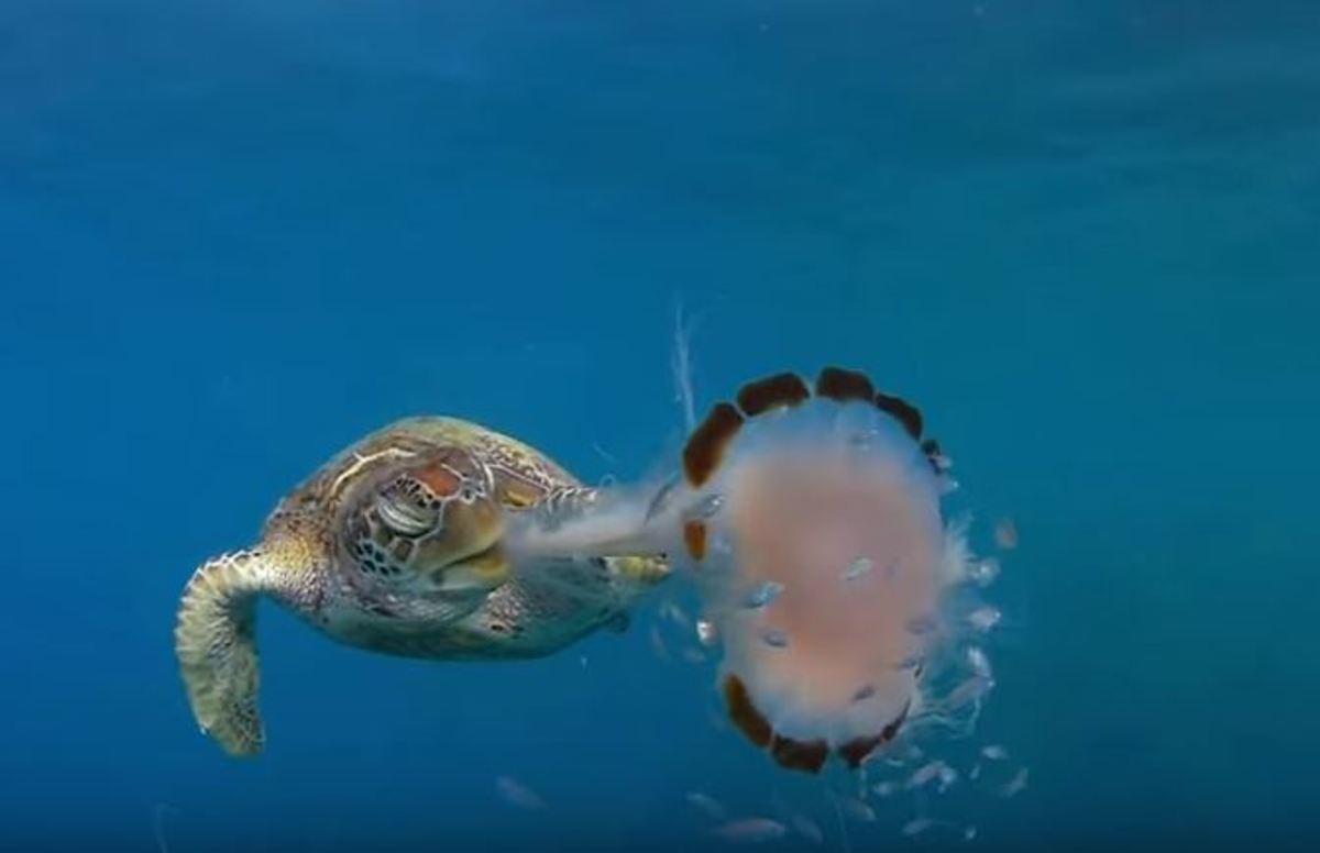 Ο απίστευτος τρόπος με τον οποίο μια θαλάσσια χελώνα καταβροχθίζει μέδουσα