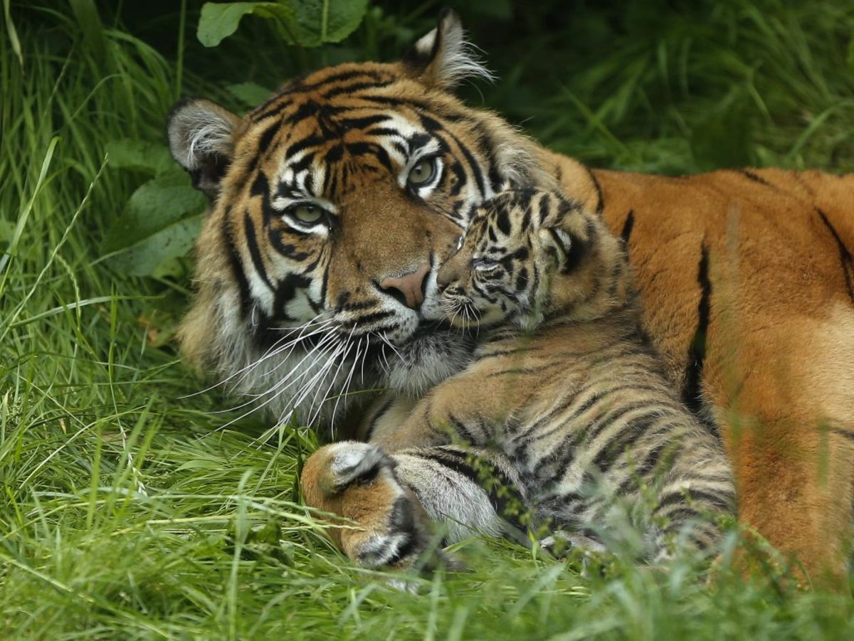 Συναγερμός στη Γερμανία! Τίγρεις, λιοντάρια και τζάγκουαρ το έσκασαν από ζωολογικό κήπο!