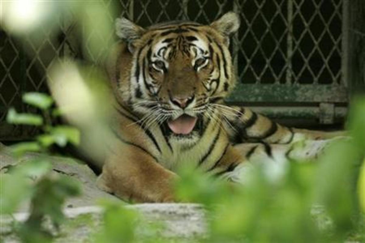 Γερμανία: Άκυρος ο πανικός για τα λιοντάρια και τις τίγρεις που το "έσκασαν" - Ήταν απλά... στο κλουβί τους