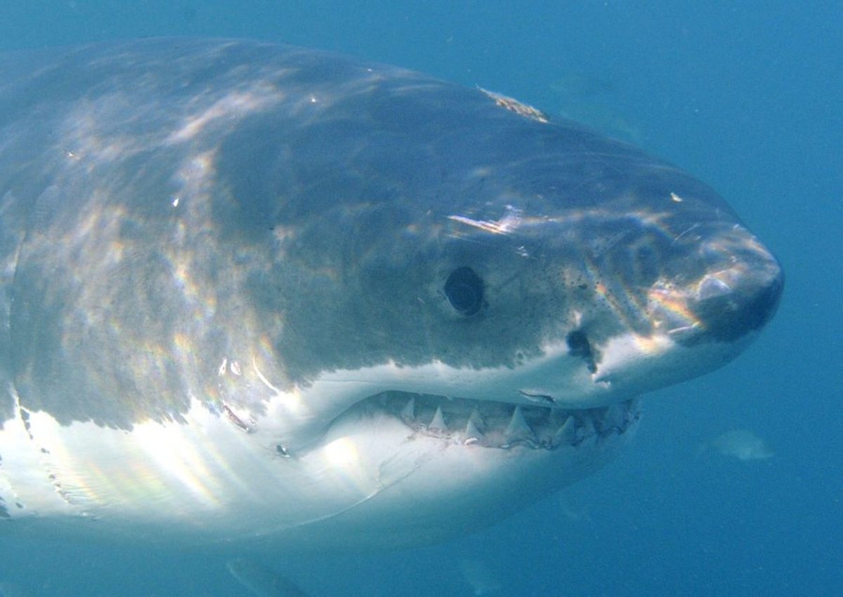 Λευκός καρχαρίας πέντε μέτρων εντοπίστηκε σε θαλάσσιο πάρκο [vid]