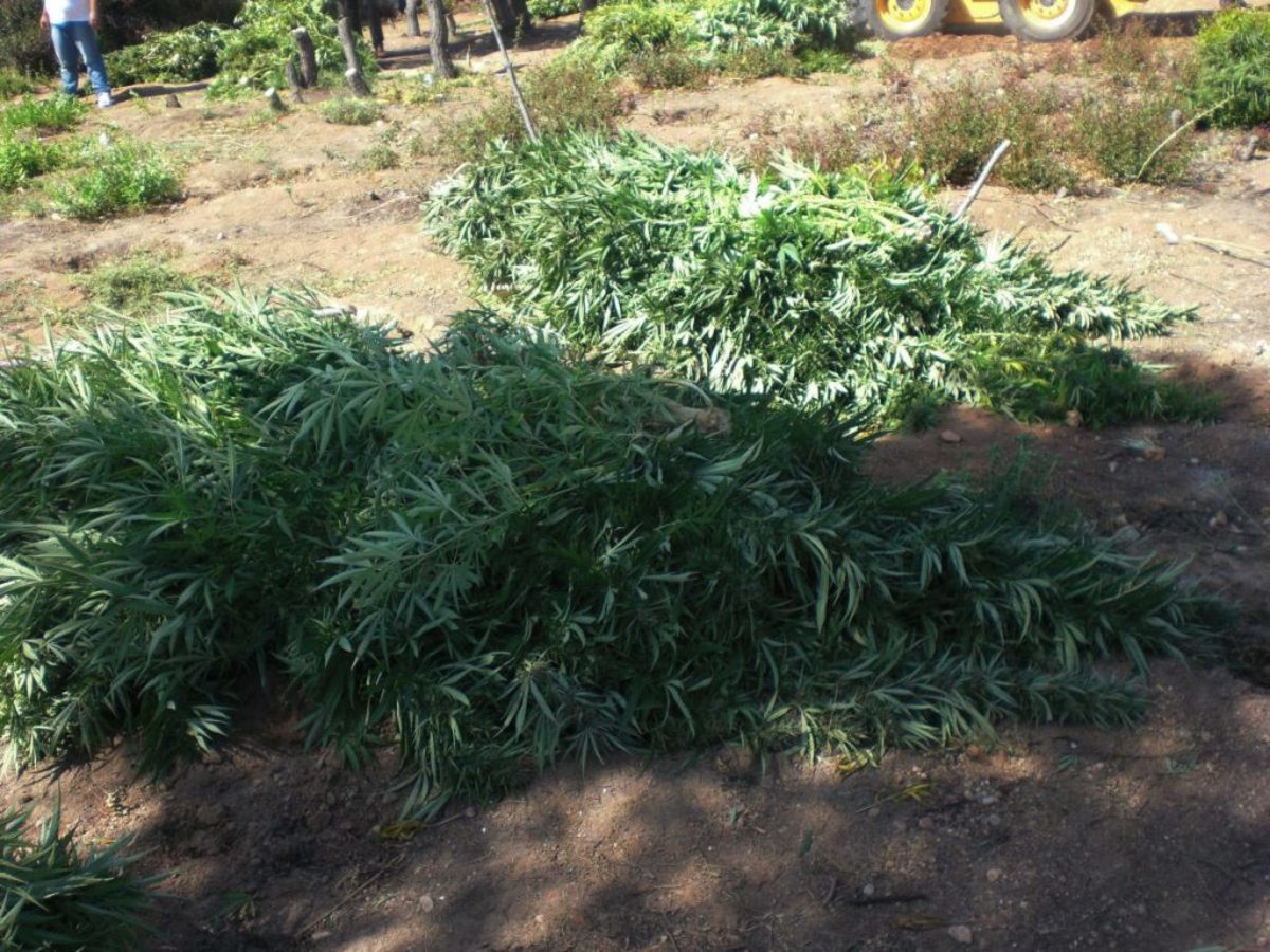 Γράφει ιστορία ο Καναδάς – Νομιμοποιεί την κάνναβη για ψυχαγωγικούς σκοπούς