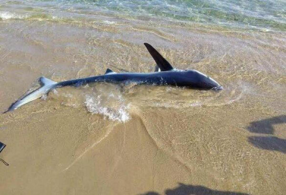 Χανιά: Μπροστά τους στην παραλία ένας από τους πιο επικίνδυνους και επιθετικούς καρχαρίες – Πως βρέθηκε στα ρηχά [pics, vid]
