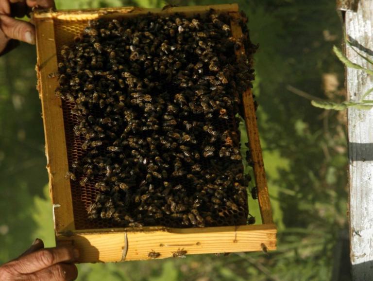 Εύβοια: Τον σκότωσαν οι μέλισσες μετά από τροχαίο – Η μεγάλη ατυχία του ψαρά που καθόταν αμέριμνος!