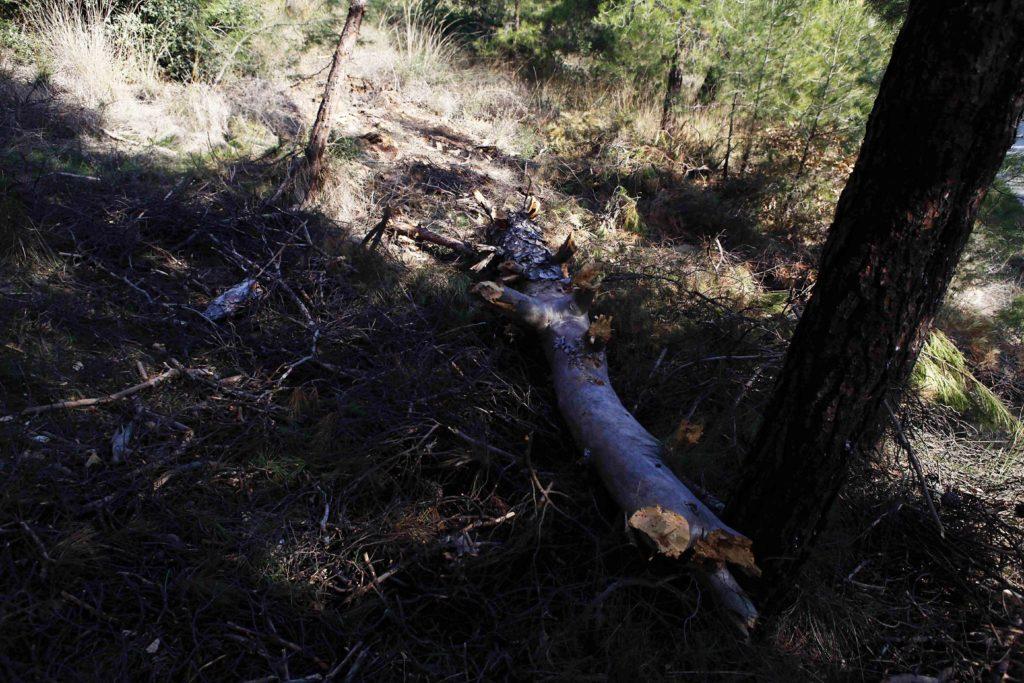 Τραγωδία στην Πέλλα! Του έπεσε δέντρο στο κεφάλι και τον σκότωσε!