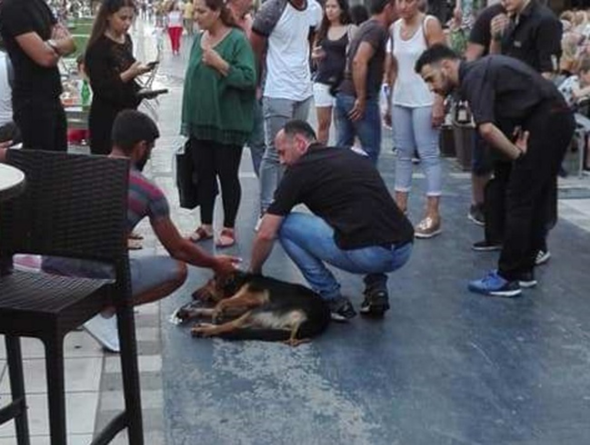 Κόρινθος: Οργή για τις φόλες σε πεζόδρομο – Έσωσαν τον σκύλο που έδινε μάχη να κρατηθεί στη ζωή – video