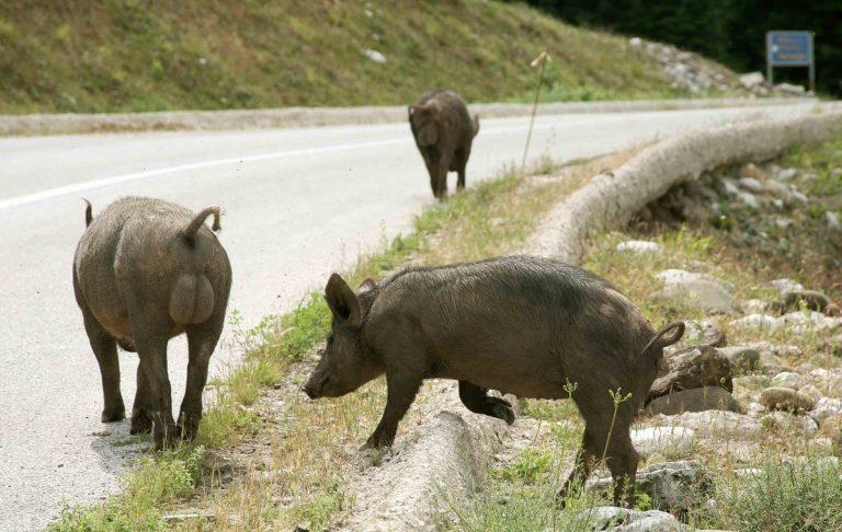 Φθιώτιδα: Αλλεπάλληλα τροχαία με αγριογούρουνα – Δεν ψαρώνουν από τα φώτα των αυτοκινήτων!