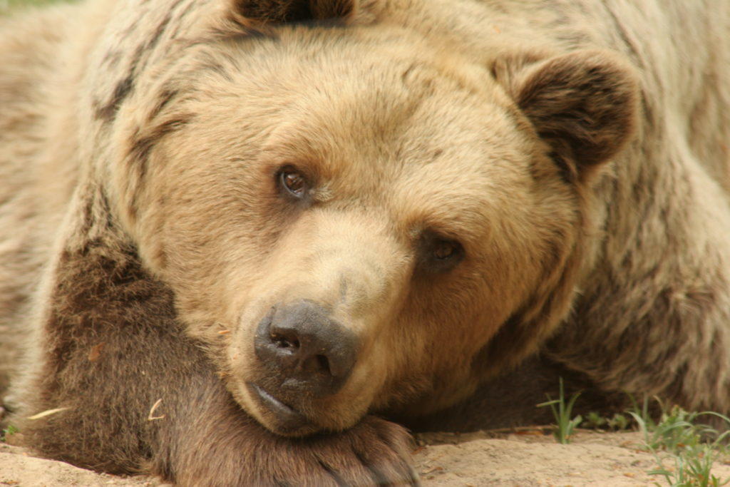 Από γεράματα ο θάνατος της αρκούδας στην Καστοριά