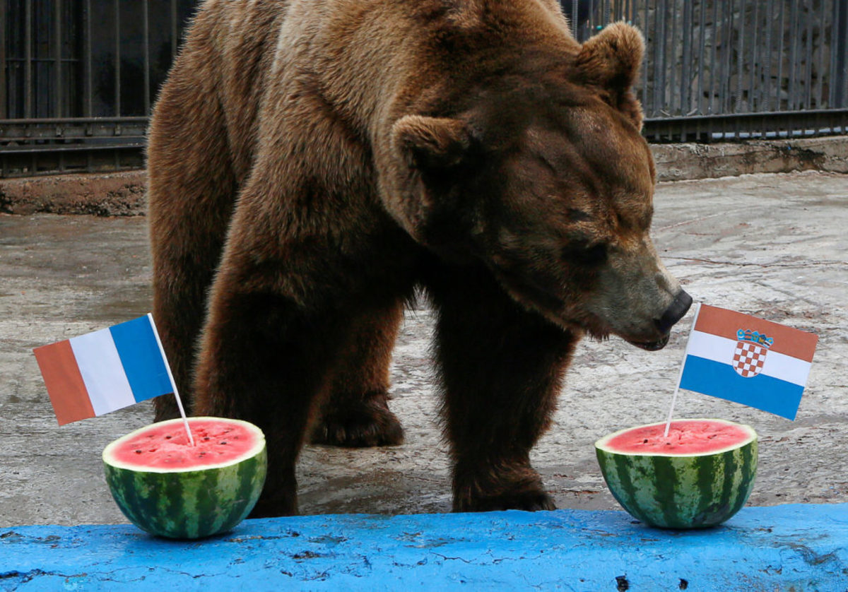 Μουντιάλ 2018: Η αρκούδα “έφαγε” το νικητή του τελικού Γαλλία – Κροατία [pics]