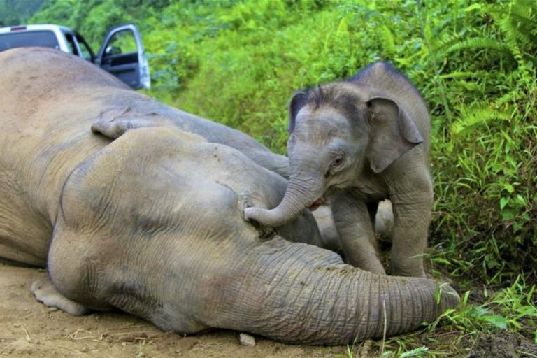 Σκότωσαν για εκδίκηση ελέφαντα που απειλείται με εξαφάνιση