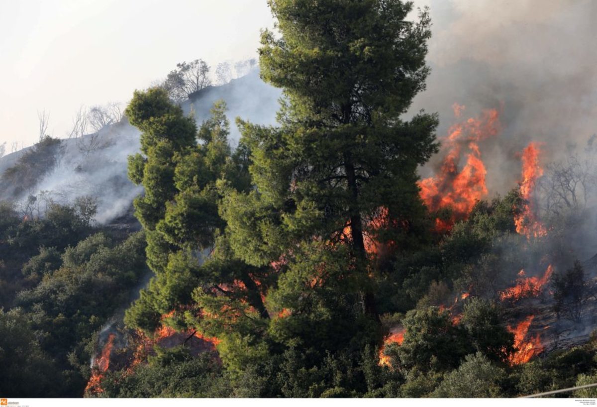 Κρήτη: Φωτιά στον Πρινιά Ηρακλείου