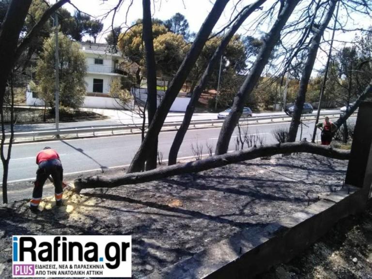 Ξεκίνησε η απομάκρυνση των καμμένων δέντρων στη ζώνη της Λεωφόρου Μαραθώνος
