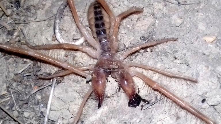 Αράχνη – σκορπιός εμφανίστηκε στα Τρίκαλα! [pics]
