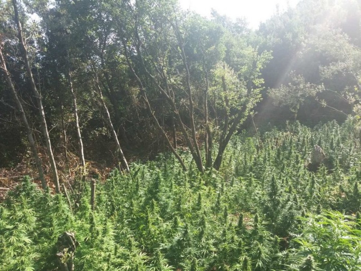 “Χτύπημα” ενός εκατομμυρίου σε διεθνές κύκλωμα ναρκωτικών – Τι βρήκαν οι Έλληνες αστυνομικοί – video