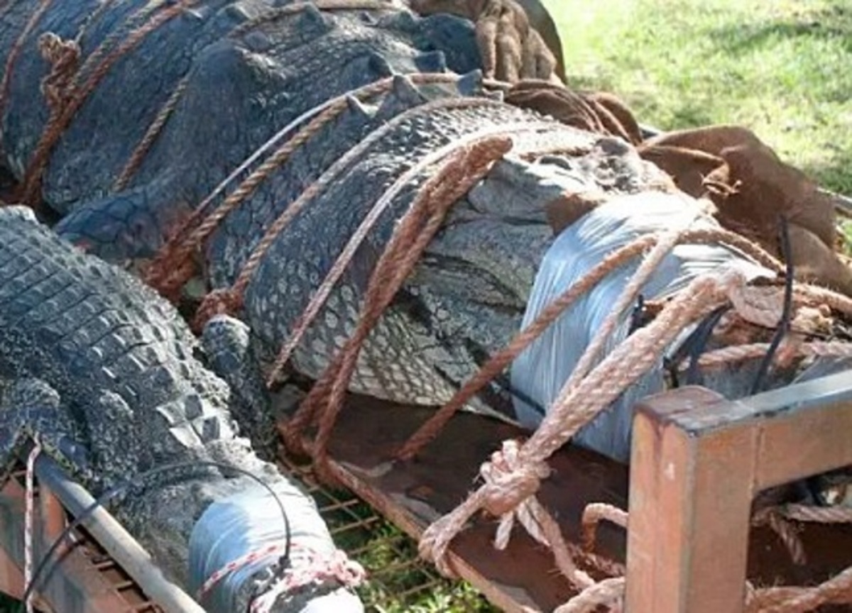 Αυτός είναι ο πελώριος κροκόδειλος των 600 κιλών – Τον έψαχναν 8 ολόκληρα χρόνια – video