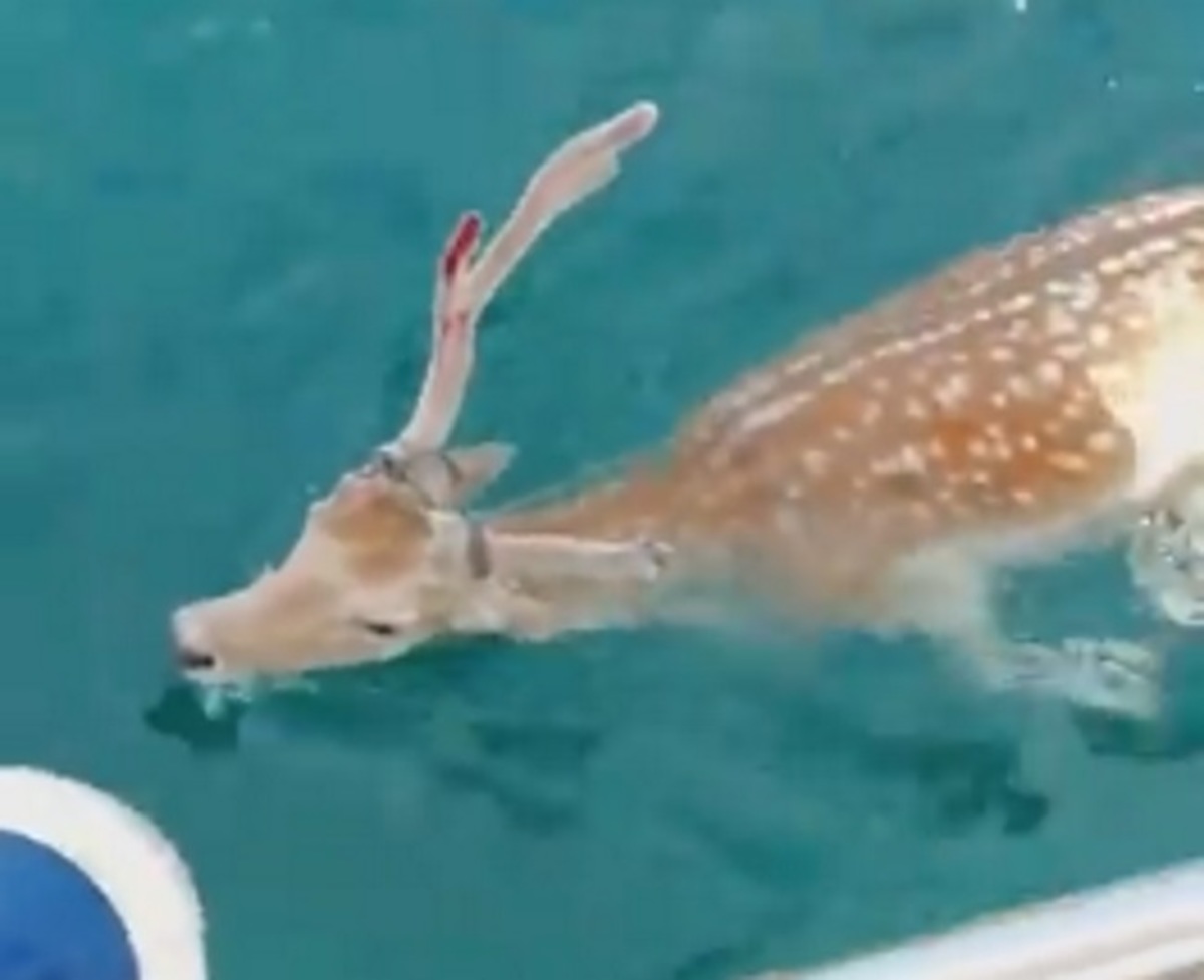 Εύβοια: Ξεκίνησαν για ψάρια αλλά ψάρεψαν αυτό το πανέμορφο ελάφι – Σαρώνουν το διαδίκτυο οι απίστευτες εικόνες – video