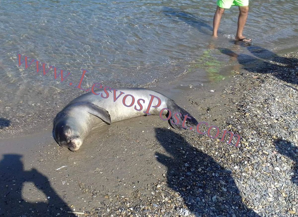 Λέσβος: Έσωσαν τη μεσογειακή φώκια που ξέβρασε η θάλασσα – Η πιο ευχάριστη αναστάτωση [pics]