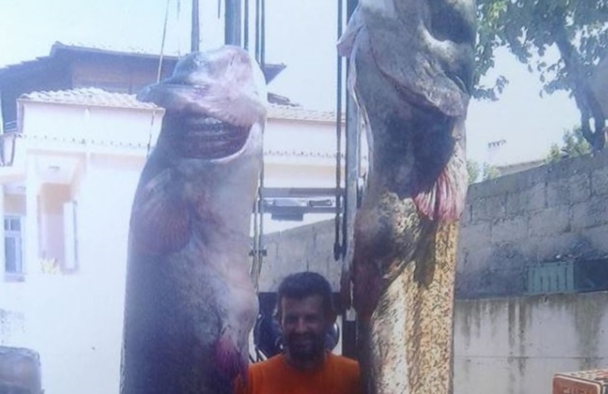 Ψαριά για Γκίνες στην Κοζάνη! Έβγαλαν γουλιανούς… τρία μέτρα – Απίστευτη εικόνα [pic]