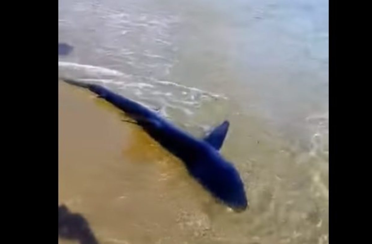 Κρήτη: Έτσι βρέθηκε ο μπλε καρχαρίας στα ρηχά