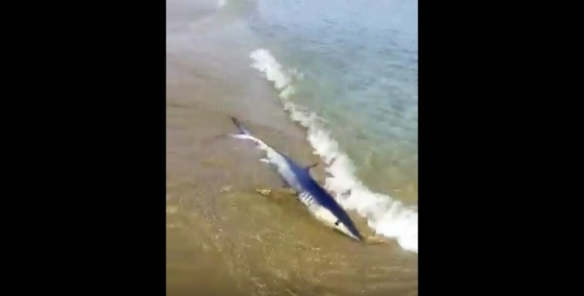 Τρόμος στα Χανιά – Καρχαρίας βγήκε σε… παραλία! video