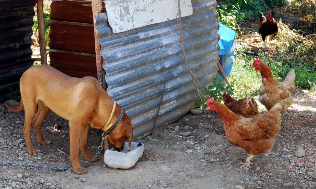 Πάτρα: Τον βρήκαν νεκρό μέσα στο κοτέτσι!