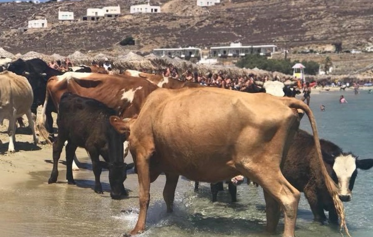 Μύκονος: Ντου από… αγελάδες στο Καλό Λιβάδι! [pics]