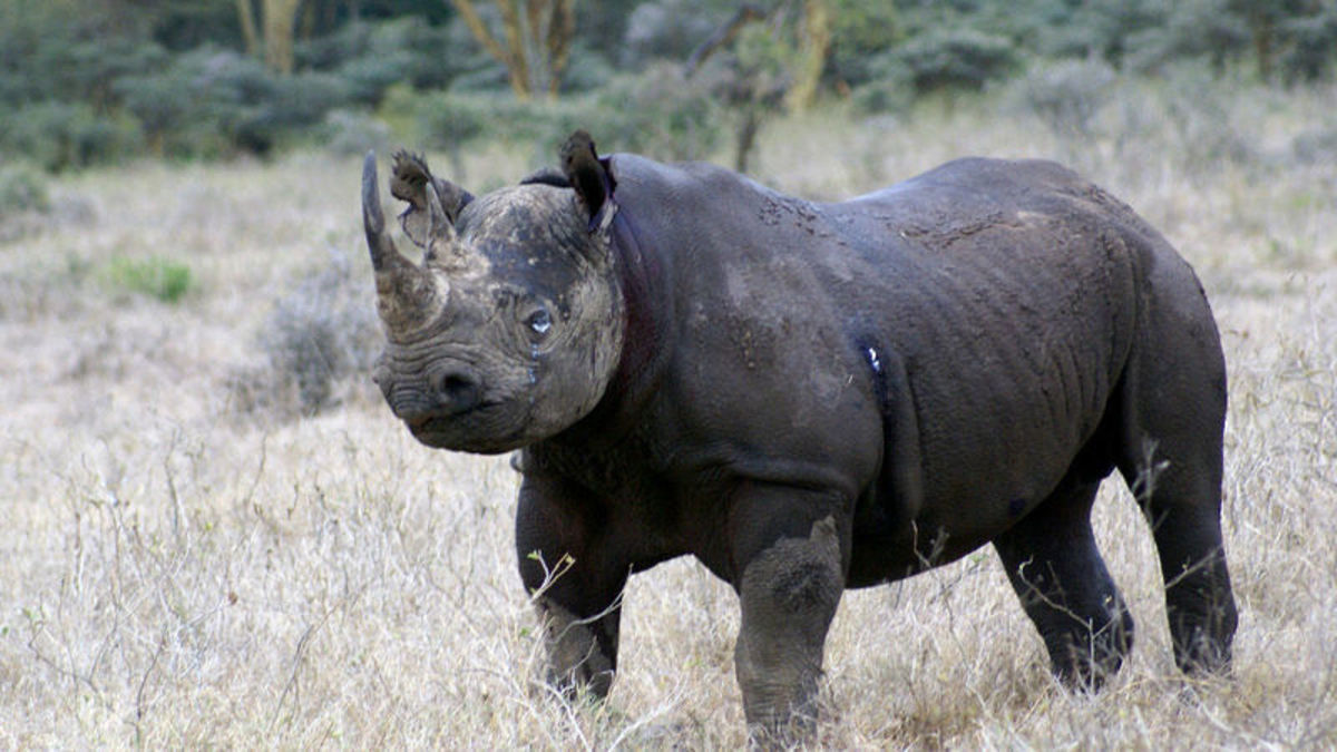 Κένυα: Πέθαναν 8 μαύροι ρινόκεροι κατά την μεταφορά τους σε πάρκο άγριων ζώων