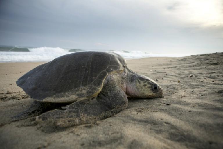 Μια γιγάντια θαλάσσια χελώνα που την λένε Γουάντα