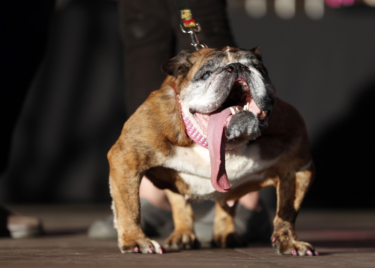 Πέθανε η Ζα-Ζα, το πιο άσχημο σκυλί στον κόσμο [pics]