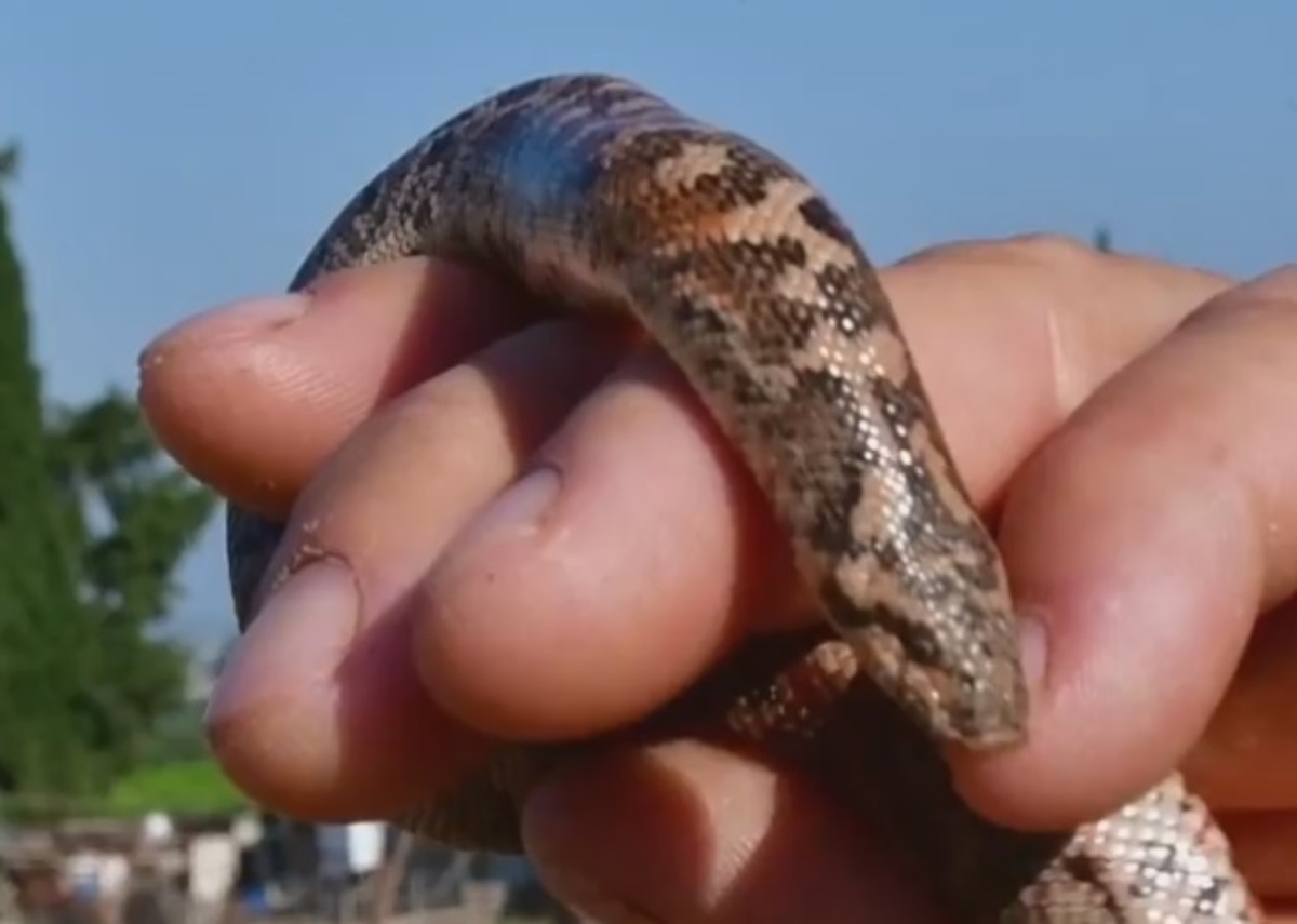 Ναύπλιο: Το φίδι που έπιασε στα χέρια ήταν “ελληνικός βόας” – Η απόφαση του αγρότη – video