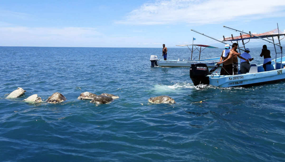Νεκρές 300 θαλάσσιες χελώνες υπό εξαφάνιση στο Μεξικό!