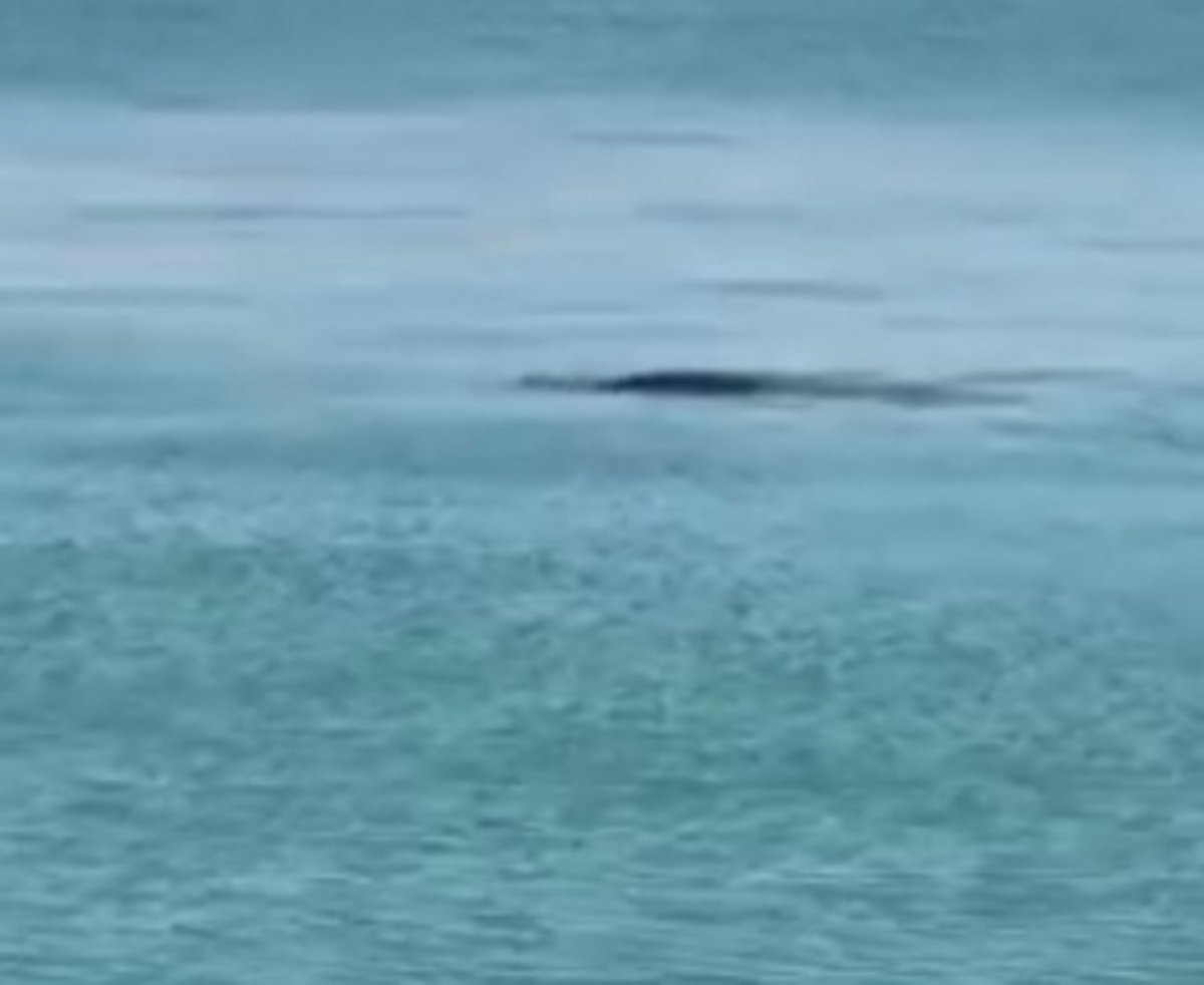 Ηράκλειο: Τραβούσαν αυτό το βίντεο στο λιμάνι και η εικόνα στη θάλασσα τους έκανε να τρίβουν τα μάτια τους – video