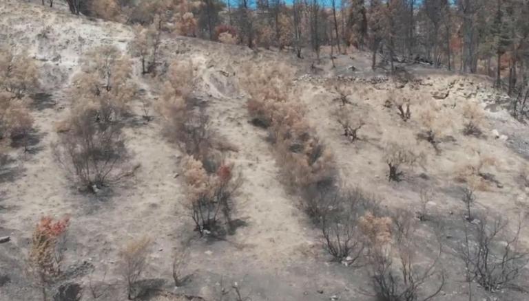 Κρήτη: Το drone αποκαλύπτει την έκταση της καταστροφής – Αυτοψία μετά τη φωτιά στις Βρύσες – video