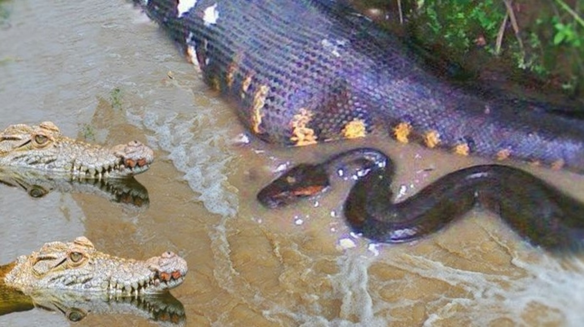 Αυστραλία: Σώθηκαν από κροκόδειλους και φίδια!