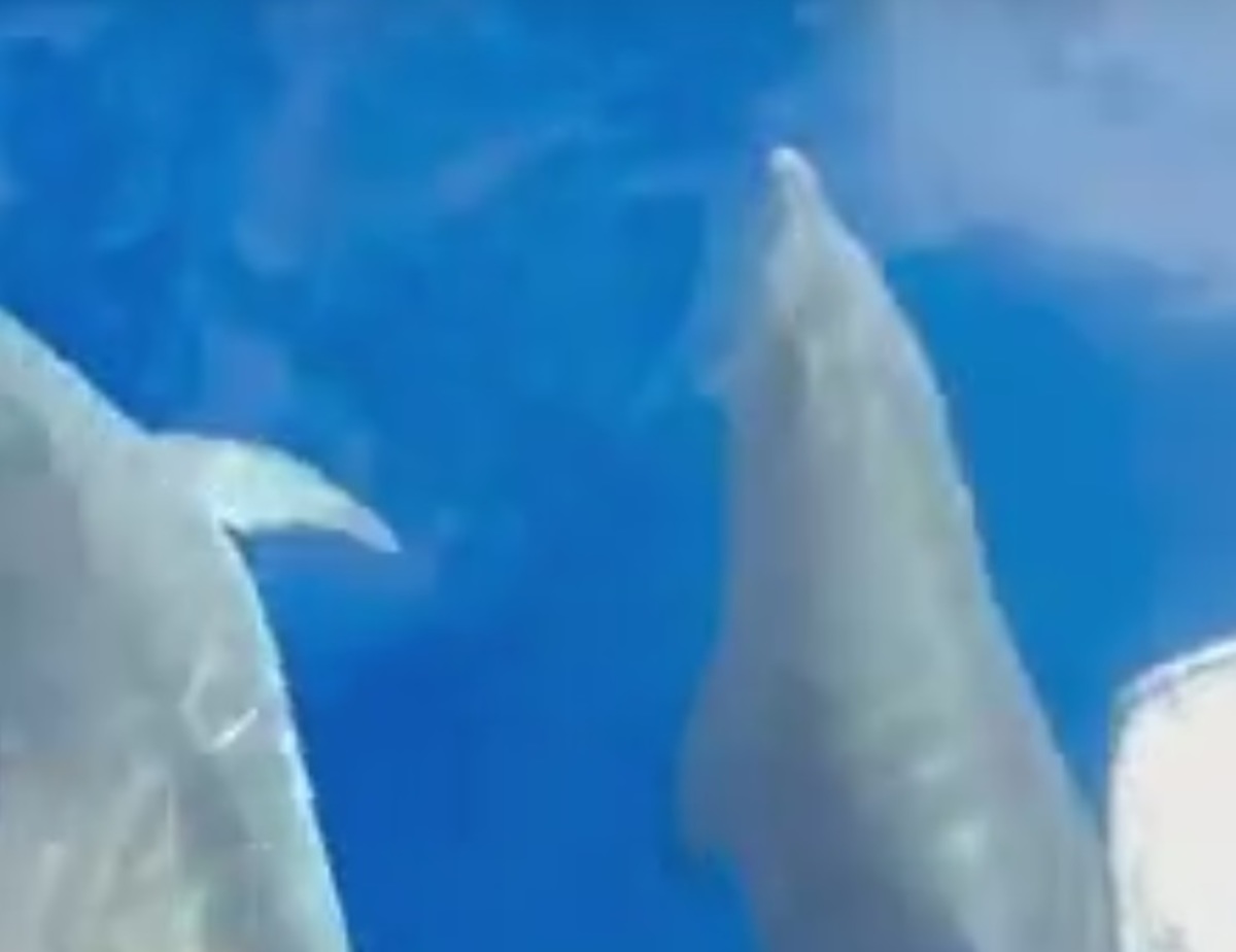 Κρήτη: Δελφίνια παίζουν δίπλα σε σκάφος – video