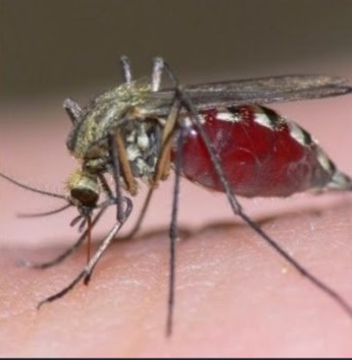 Επίθεση Πατούλη σε Δούρου για τα κρούσματα του ιού του Δυτικού Νείλου – Οι “κόκκινες” περιοχές στην Αττική