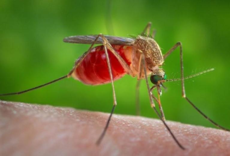 Συναγερμός σε 25 δήμους – Μολυσμένα κουνούπια μεταδίδουν τον ιό του Δυτικού Νείλου – 3 νεκροί